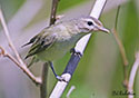 Vireo gilvus